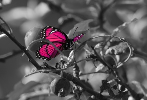 Розовая бабочки не черно-белом фоне