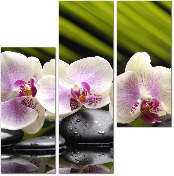 Орхидеи с черными камнями