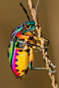 Кузнечик