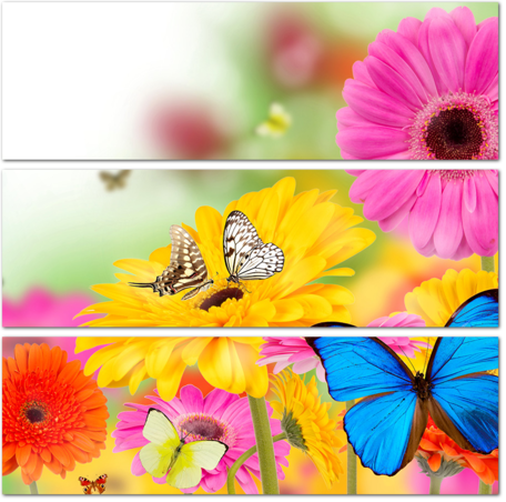 Бабочки на разноцветных герберах