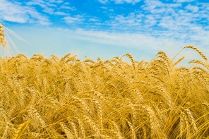 Золотое пшеничное поле
