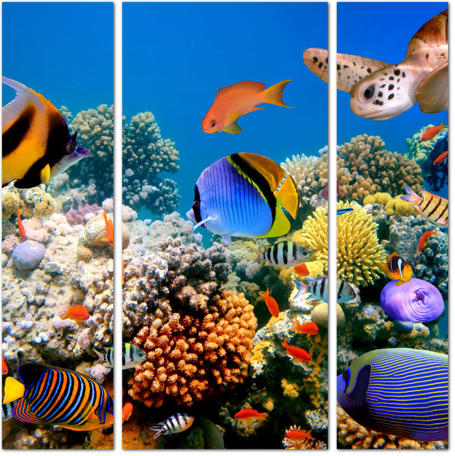Коралловый риф с многообразием рыб и черепахой