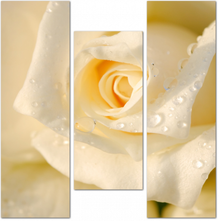 Бутон белой розы крупным планом