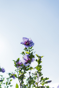 Цветы на фоне голубого неба