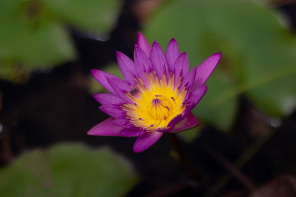 Цветок на озере