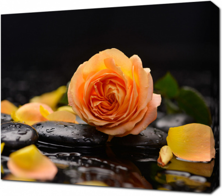 Натюрморт с оранжевой розой и черными камнями