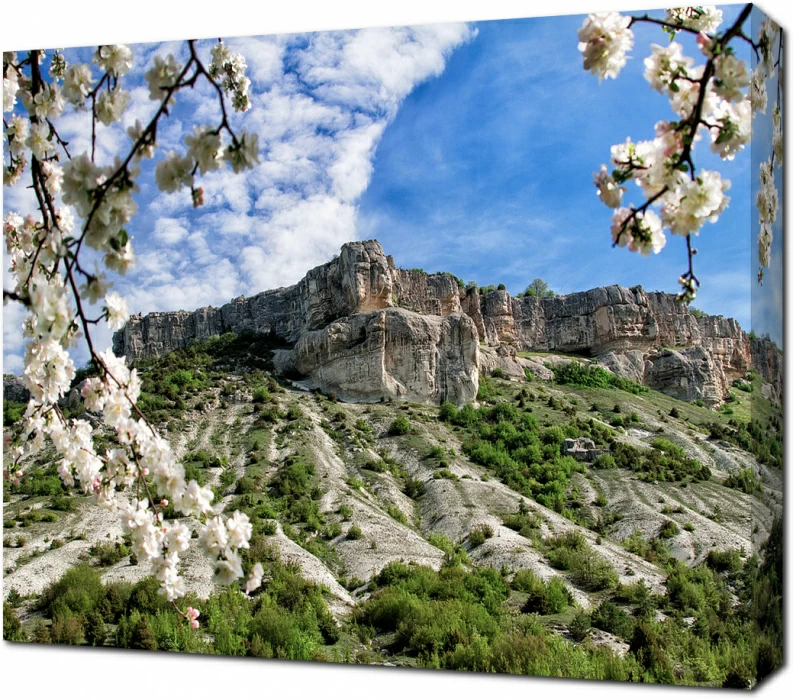 Цветущая вишня в Крыму