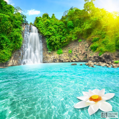 Цветок лотоса в водопаде Вьетнама