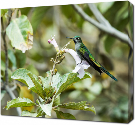 Длиннохвостая колибри