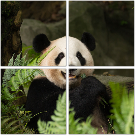 Панда и папоротники