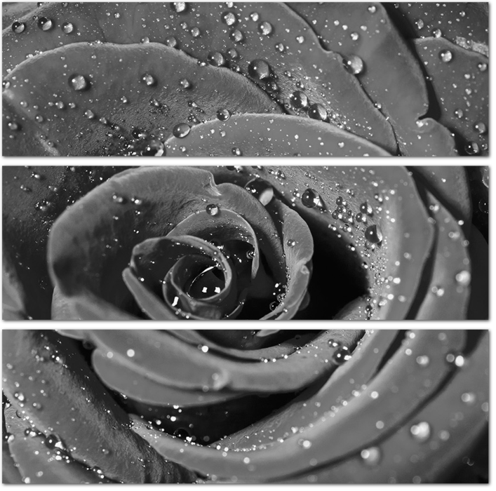Черно-белый бутон розы с каплями росы