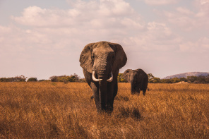 Пара африканских слонов