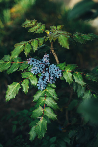Синий виноград на ветке