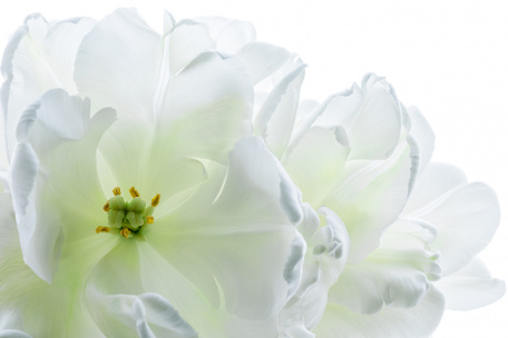 Бутон нежного белого цветка