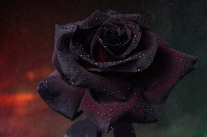 Бутон черной розы с каплями воды