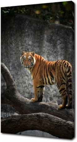 Статный бенгальский тигр