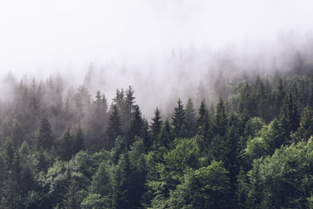 Туман низко над лесом