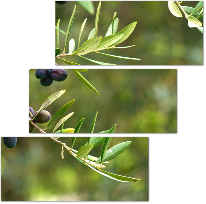 Ветка с маслинами