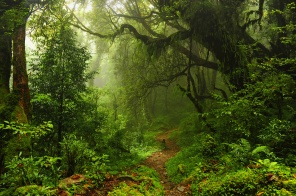Субтропический лес в Непале