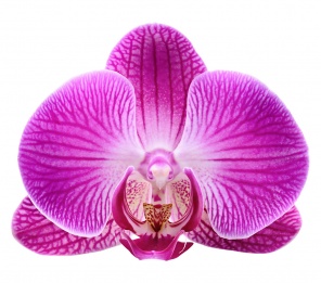 Крупный цветок красивой орхидеи