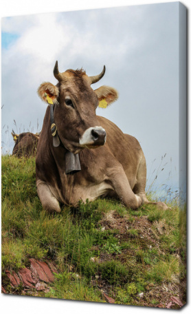 Корова, Флумзерберг, Швейцария