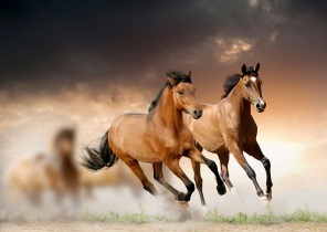 Бег лошадей