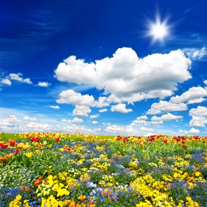 Облака над полем с тюльпанами