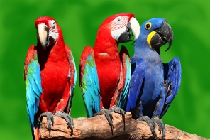 Три попугая Ара