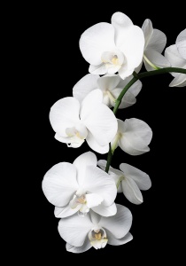 Ветка орхидеи на чёрном фоне