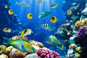 Рыбки плавают у кораллового рифа