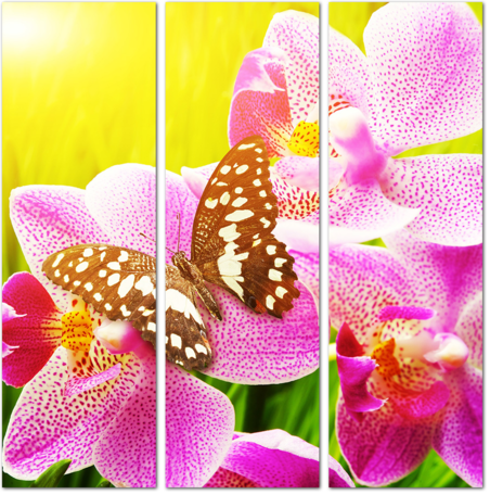 Орхидеи с бабочками