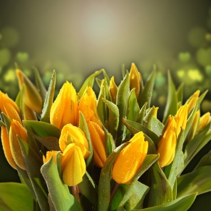 Желтые тюльпаны на красивом фоне
