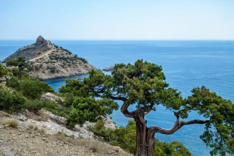 Крымская сосна и море