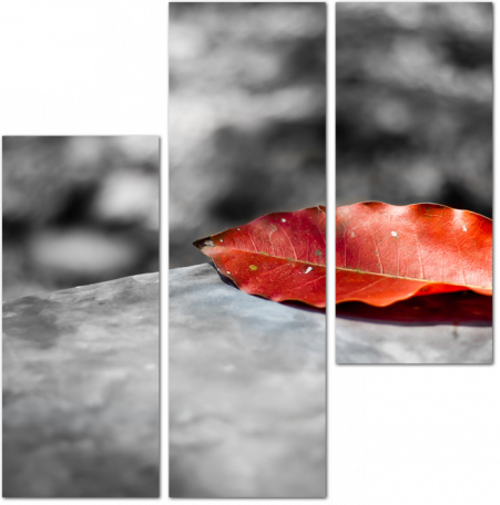 Красный листок дерева на черно-белом фоне