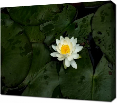 Распустившийся лотос