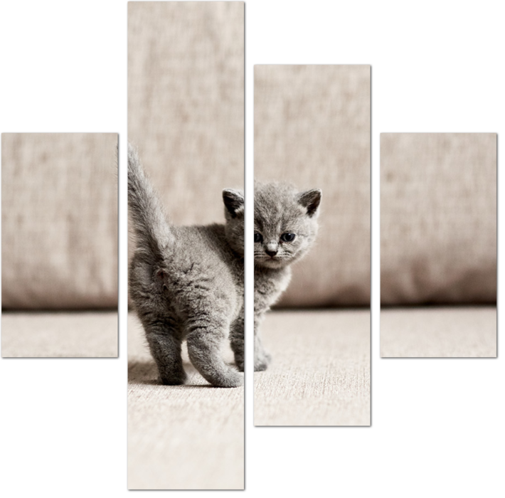Маленький милый серый котенок