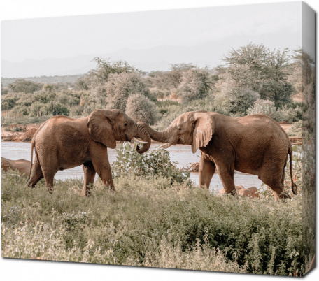 Дружелюбные слоны