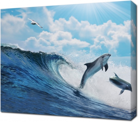 Дельфины приветствуют чайку