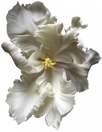 Крупный белый тюльпан