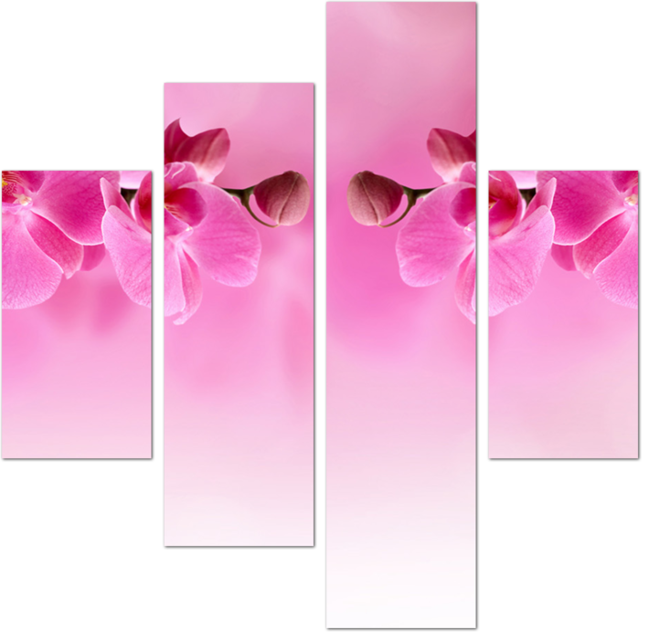 Розовые орхидеи на розовом фоне