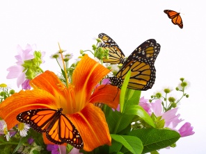 Бабочки на букете цветов