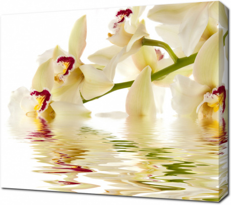 Красивая орхидея с отражением в воде
