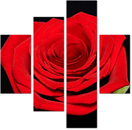 Бутон красной розы на черном фоне