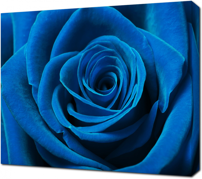 Голубая роза крупным планом