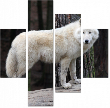 Арктический белый волк