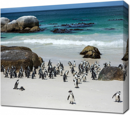 Африканские пингвины на побережье
