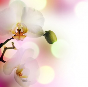 Орхидеи в светлых тонах