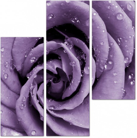 Фиолетовые лепестки роз