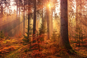 Волшебство утреннего леса