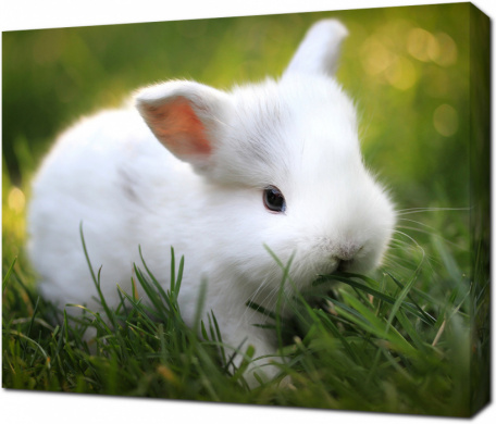 Белый кролик на траве